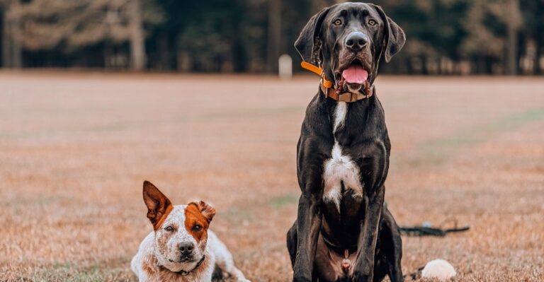 featured image 55f5936315fe 60d01d3ba865 dog news