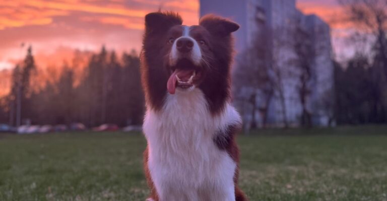 featured image 57b8724676ea bc6a36c26212 dog news