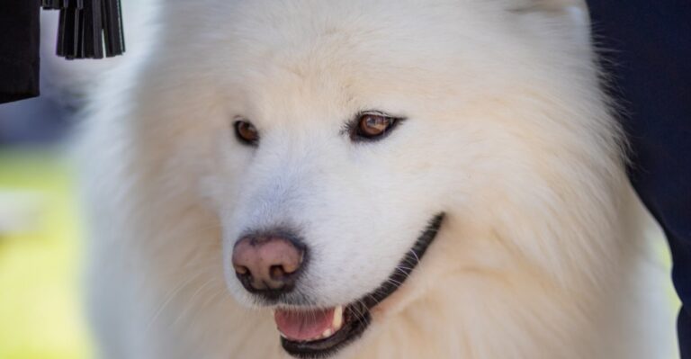 featured image 582b1d1f4bb9 81605d3c31ba dog news