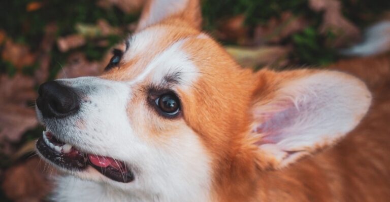 featured image 588430b3a090 7cf228e1f94c dog news