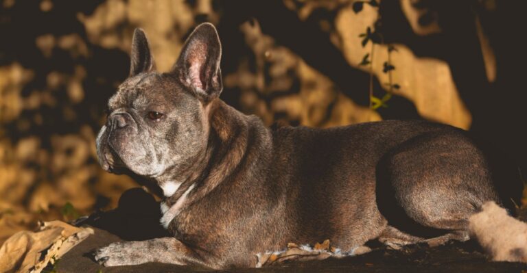 featured image 59138b975abf 2da4144d8013 dog news