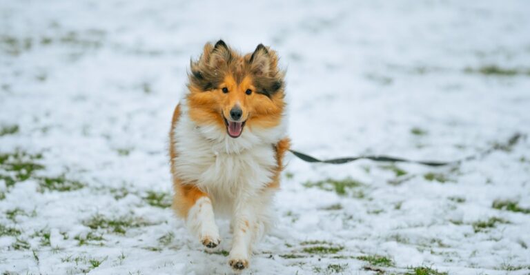 featured image 5ebd952cb8bb 65a0cc12b032 dog news