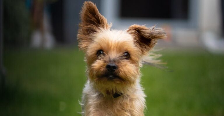 featured image 5f1637594210 43a3fcb6e003 dog news