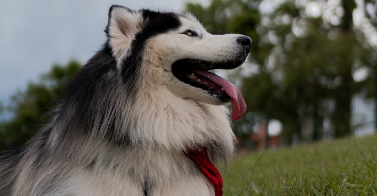 featured image 6022d2580667 e0cef2940c91 dog news