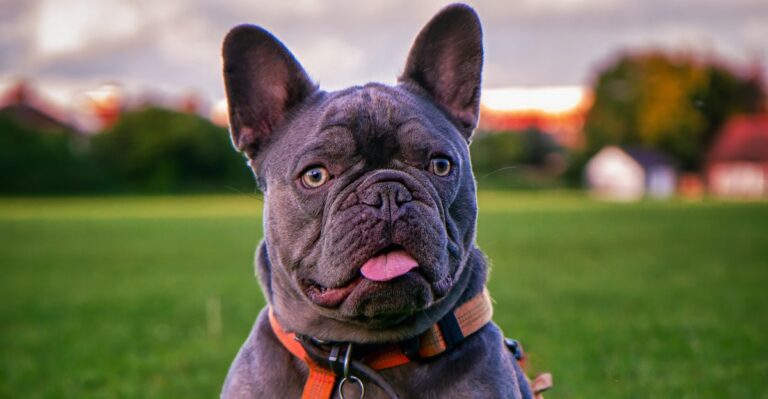 featured image 61004d96f736 ce362408e7c3 dog news
