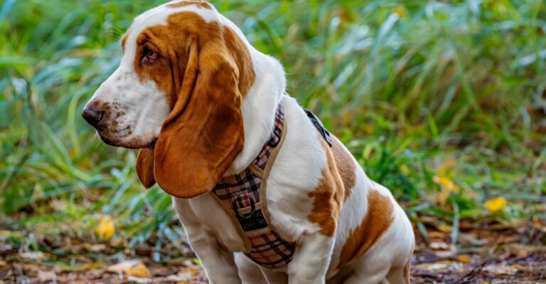 featured image 617f56e44883 2e03106ca3f2 dog news