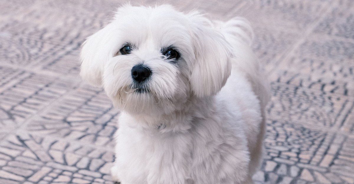 These 12 dog breeds shed so little your black couch finally stays clean