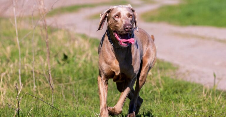 featured image 622ee9488edc 552f84a0c58b dog news