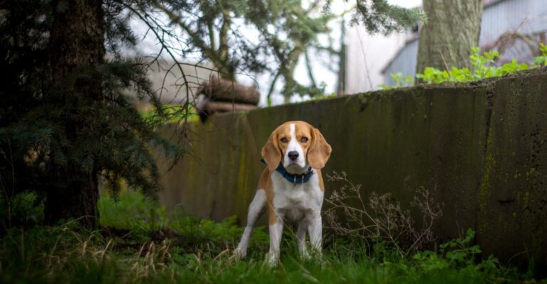 featured image 62fe010f7c56 5c0c04f51f63 dog news
