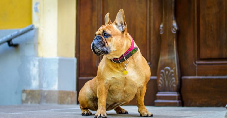 featured image 632c0caa0798 4c0d9429a6d0 dog news