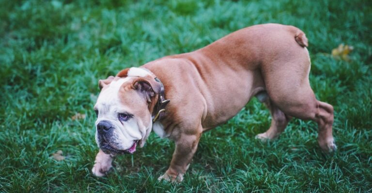 featured image 63dd8ba0d129 24b89555fc36 dog news