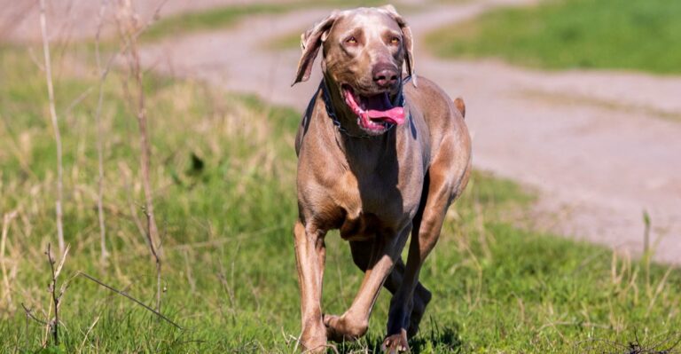 featured image 6473a4279ffb 694837c21fe7 dog news