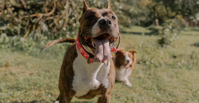 featured image 672bf6021e93 017a73be2328 dog news