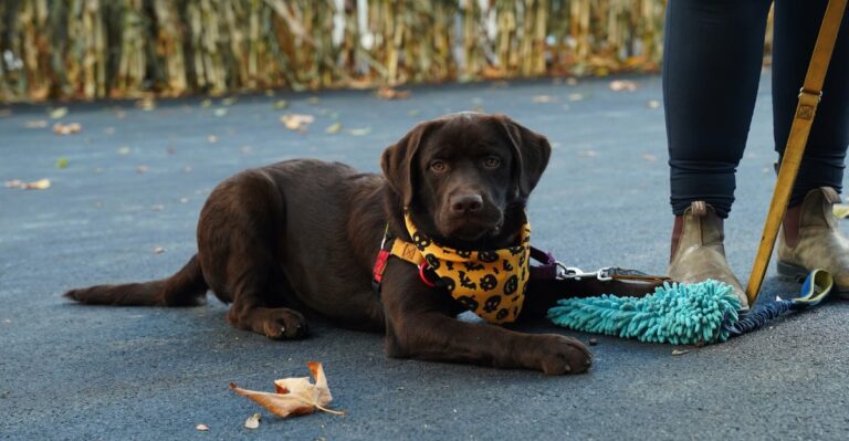 featured image 6823e38d8ce2 7655047d29ba dog news