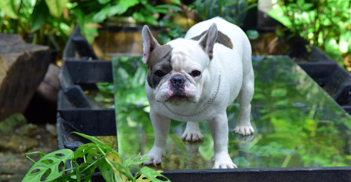11 dogs whose dramatic expressions can make even a blurry photo unforgettable