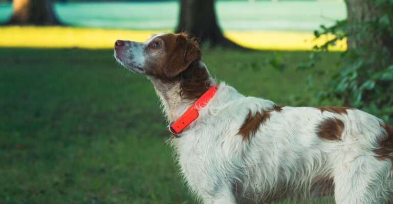 featured image 6bac2c755a9c 6f75d40afae4 dog news