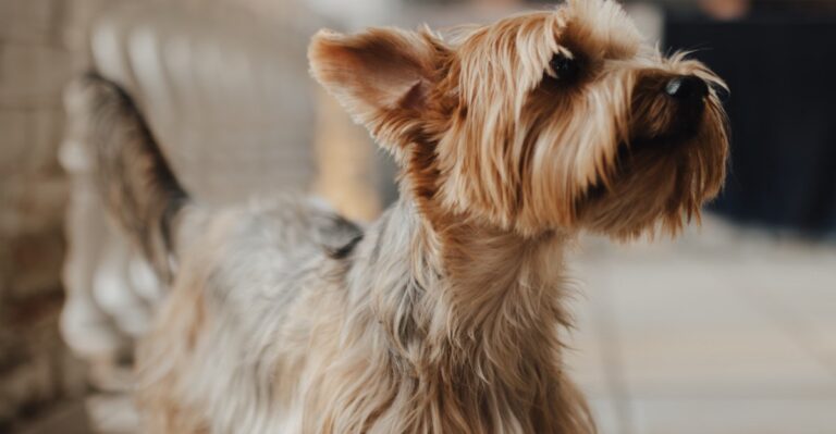 featured image 71cdc8490d22 932d94eff380 dog news
