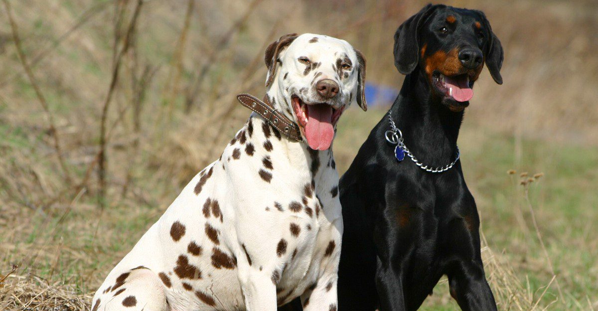 10 dogs that may lose their homes when the excitement of getting a puppy meets the reality of daily care