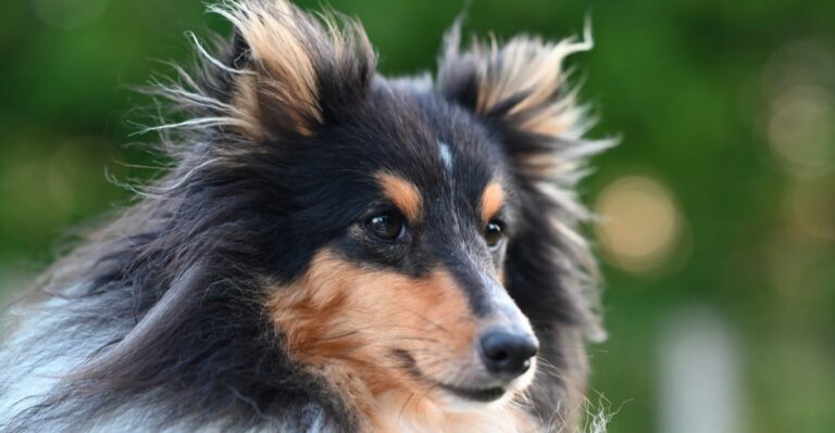 featured image 72700214e9ee 4ba7a3dffb44 dog news