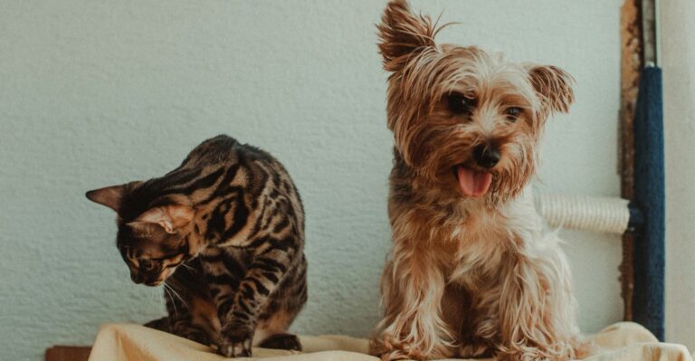featured image 73f8dc22ac0e 174b03787dd2 dog news