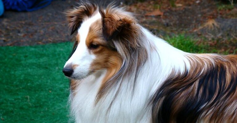 featured image 75e14f81f9ad deb982e5400b dog news