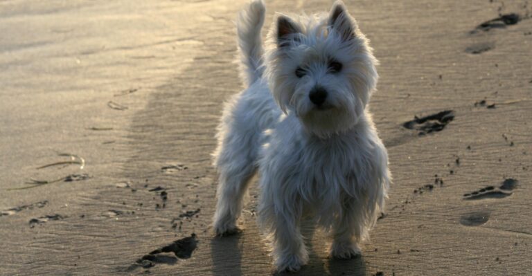 featured image 7996da15a25d ba2645101526 dog news