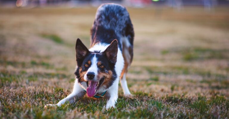 featured image 79b05d917f9e 253b5af1f378 dog news
