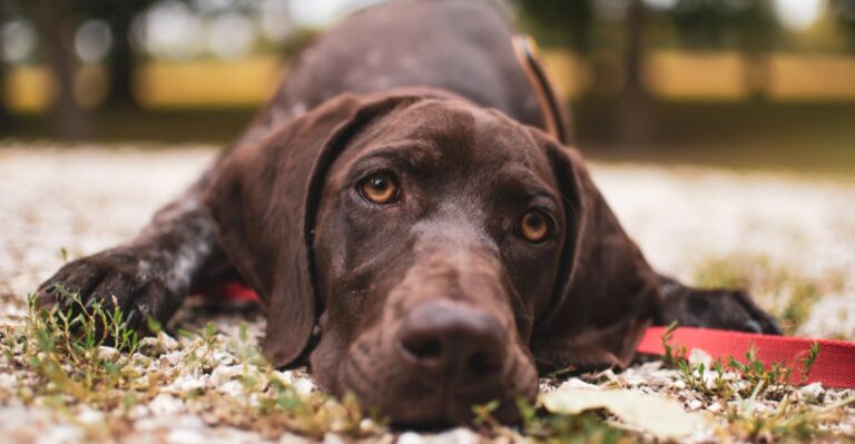 featured image 7b7ca72466cd 9d49d9e772df dog news