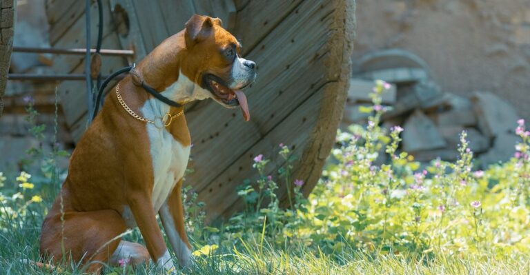 featured image 7c7368f45f0e fb429ecbd38d dog news
