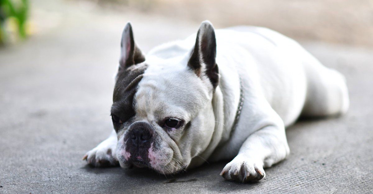 11 dog breeds that can have sensitive skin – and why paws, ears and belly may tell the story first