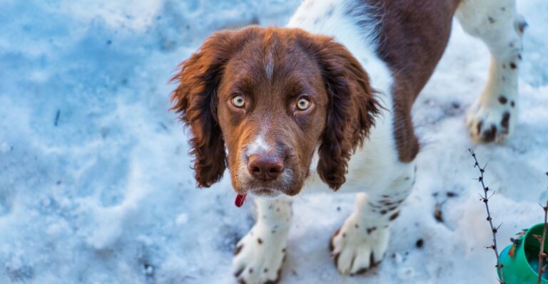 featured image 7fe6f86f4bf1 aa8cf820f0d3 dog news