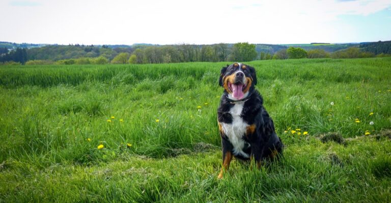 featured image 829ad99e7cd9 c848631c1437 dog news