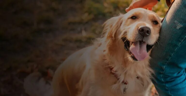 featured image 835eb614f8a9 c92946695bc0 dog news