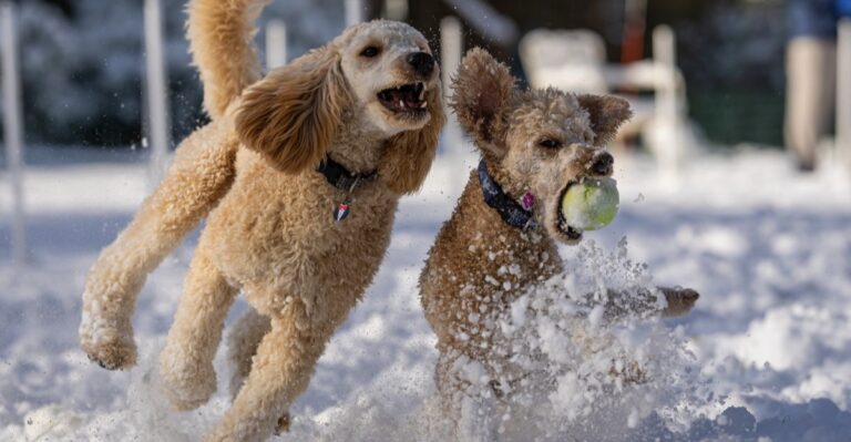 featured image 86889c285951 2bd29e87a53b dog news