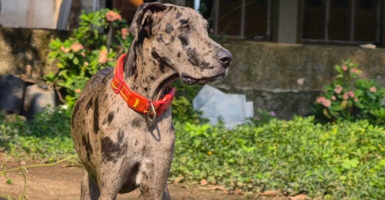 featured image 8fefabb3b798 f5af743db313 dog news