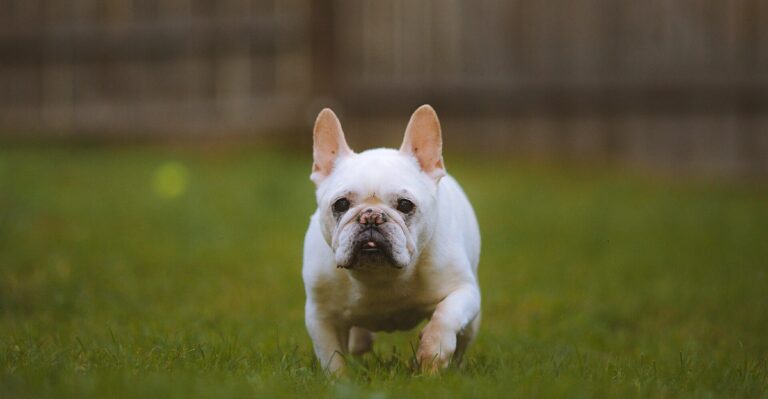 featured image 91d8075dff67 61c5a0ae91c9 dog news