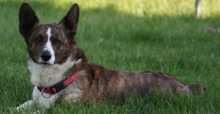 featured image 9200efe39c46 17201d485f03 dog news