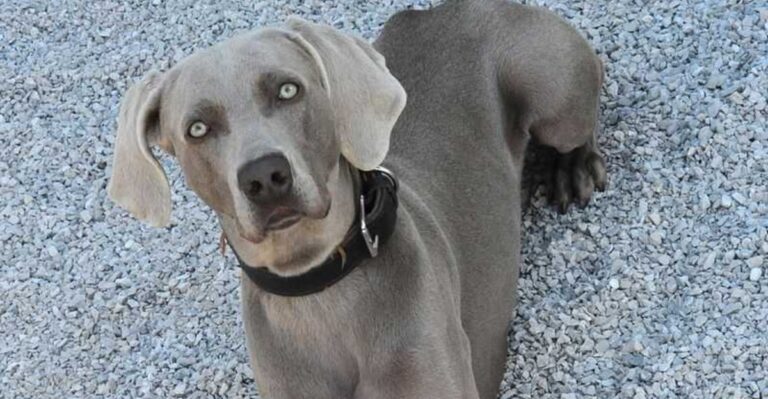 featured image 9297d085b32d 17f72971d240 dog news