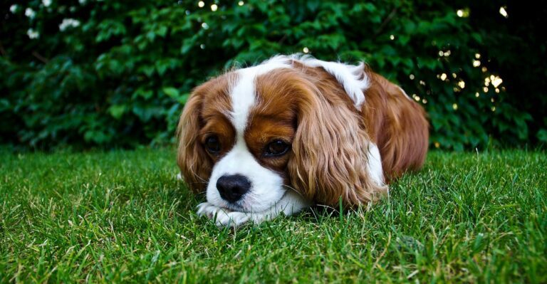 featured image 9488f36880ec 84e5883c834f dog news