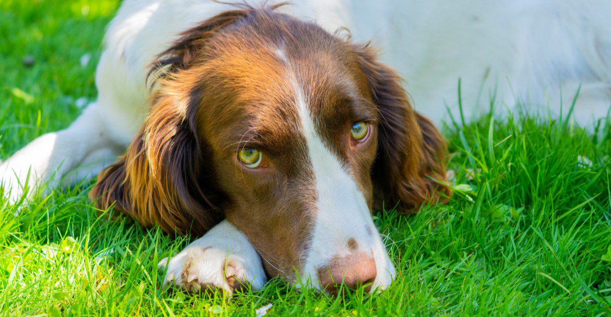 13 dog breeds that look irresistibly sweet – until their powerful noses take over the walk