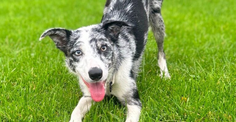 featured image 968497b8e797 b5d981154635 dog news