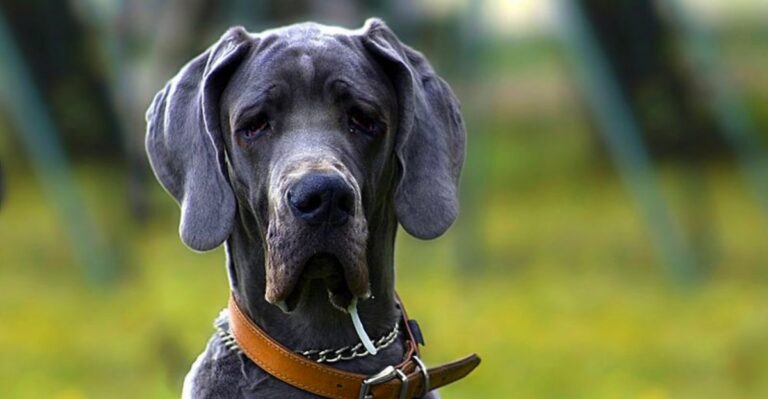 featured image 96b77cb4db28 2efb4b6db88d dog news