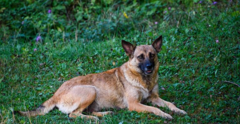 featured image 97615a6c5c70 1d1b5e6aa732 dog news