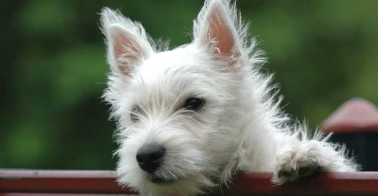 featured image 9a08bbe51af8 42c775771558 dog news