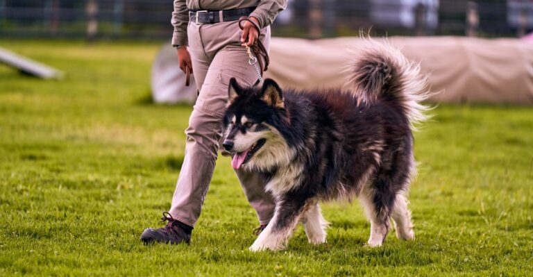 featured image 9d01afc1ee79 8f0d8064b792 dog news