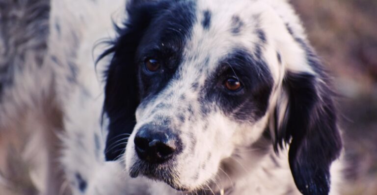 featured image 9e4ca2b45886 f744554b35e2 dog news
