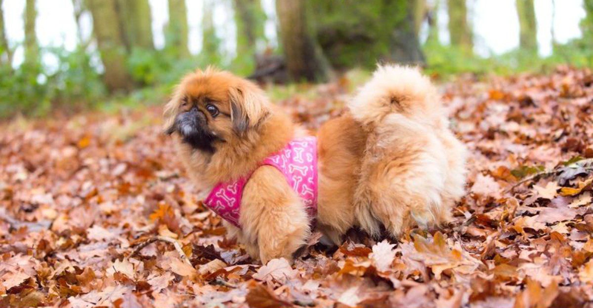 12 dog breeds that can make an ordinary evening at home feel like the best part of ownership