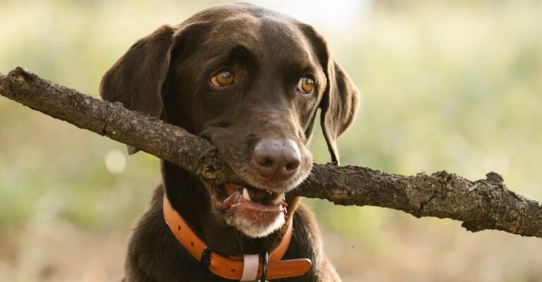 featured image a20081315f70 80f688bf8925 dog news