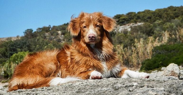 featured image a5b97f89a587 3592f1016638 dog news