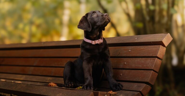 featured image a8f332095b70 9e9eebeac52f dog news